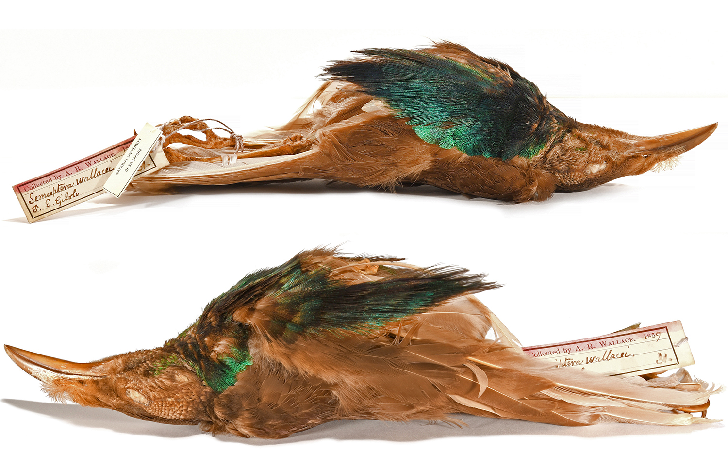 VICTORIAN BIRD SPECIMEN