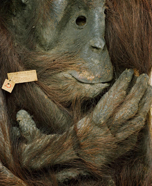 Skin of orangutan in the World Museum, Liverpool. Copyright Fred Edwards & World Museum, Liverpool