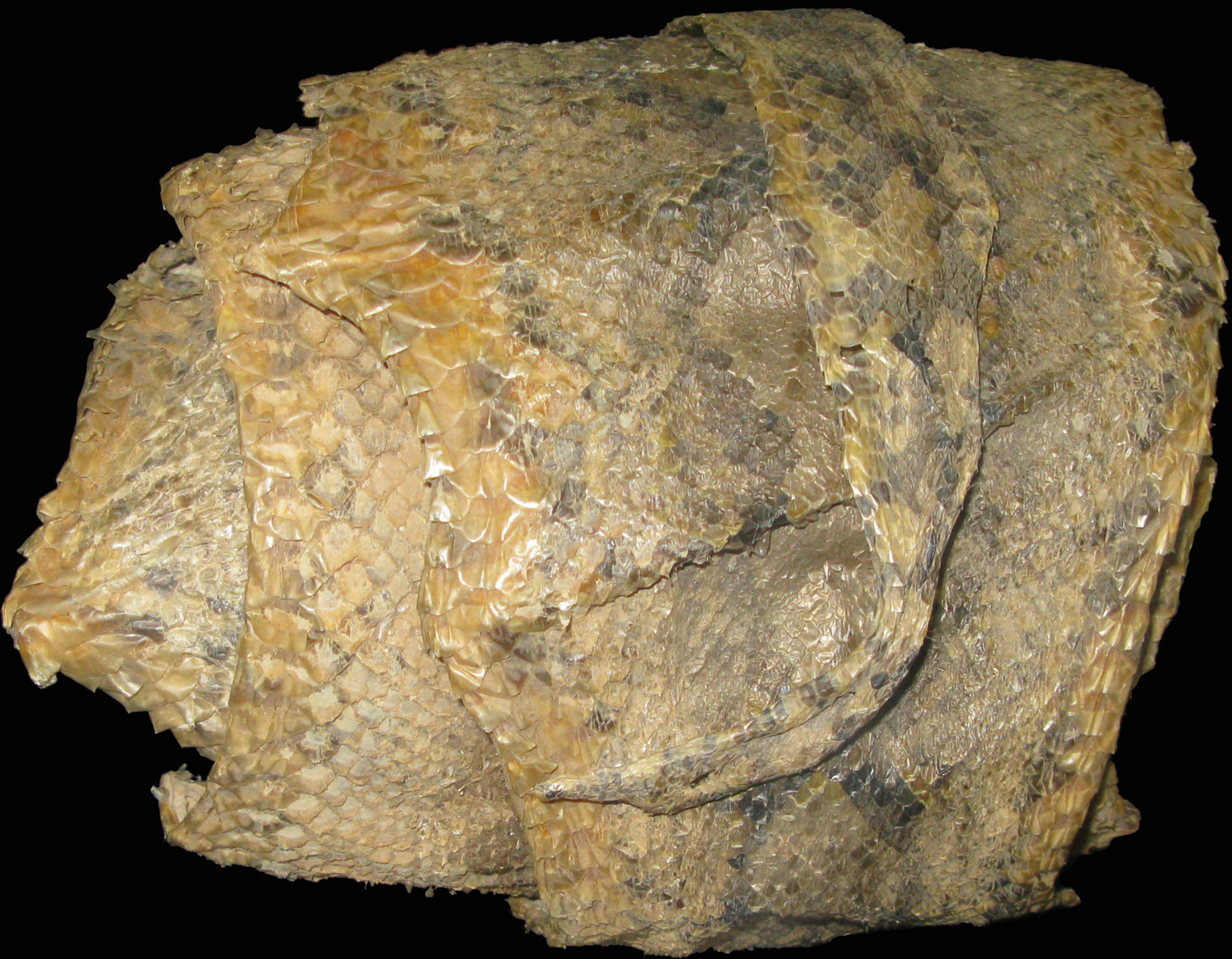 Wallace's python skin in the Linnean Society