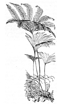 Rare ferns from Mt Ophir, illustrated in ARW's book The Malay Archipelago.