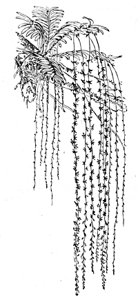 Illustration of an orchid (Vanda lowii) from ARW's book The Malay Archipelago.