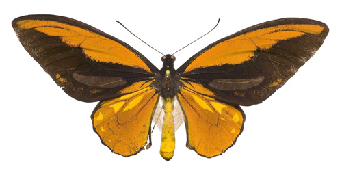 Ornithoptera croesus