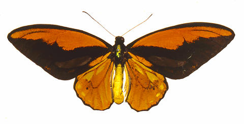 Wallace's Golden Birdwing Butterfly (Ornithoptera croesus)